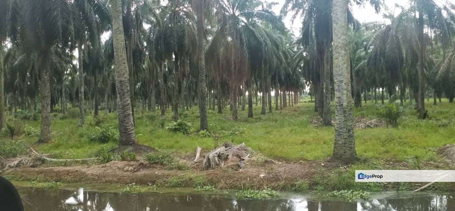 Nibong Tebal Near BKIP2 lan 19acres for sale, Penang, Nibong Tebal