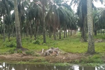 Nibong Tebal Near BKIP2 lan 19acres for sale