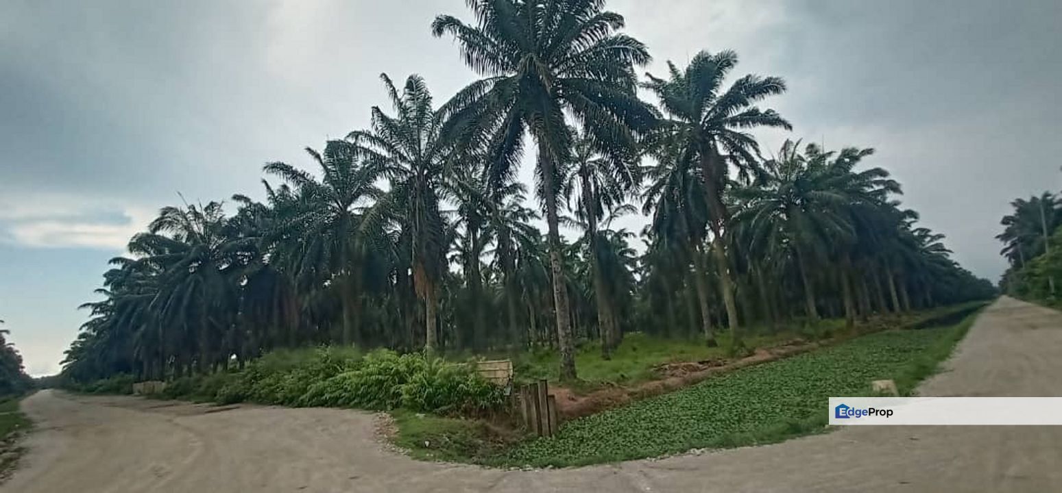 Nibong Tebal Near BKIP2 lan 19acres for sale, Penang, Nibong Tebal