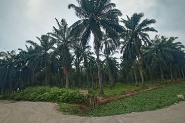 Nibong Tebal Near BKIP2 lan 19acres for sale