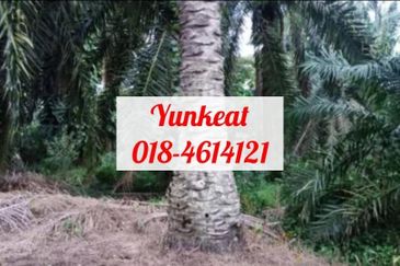 Nibong Tebal Jalan Changkat First Grade Land for sale 4acres
