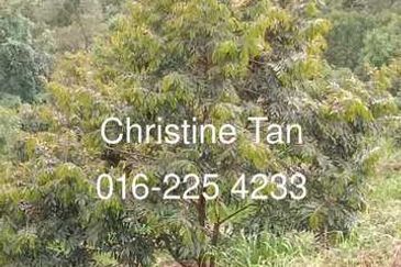 Bentong (Chamang Bukit Puma) 16 acres durian land