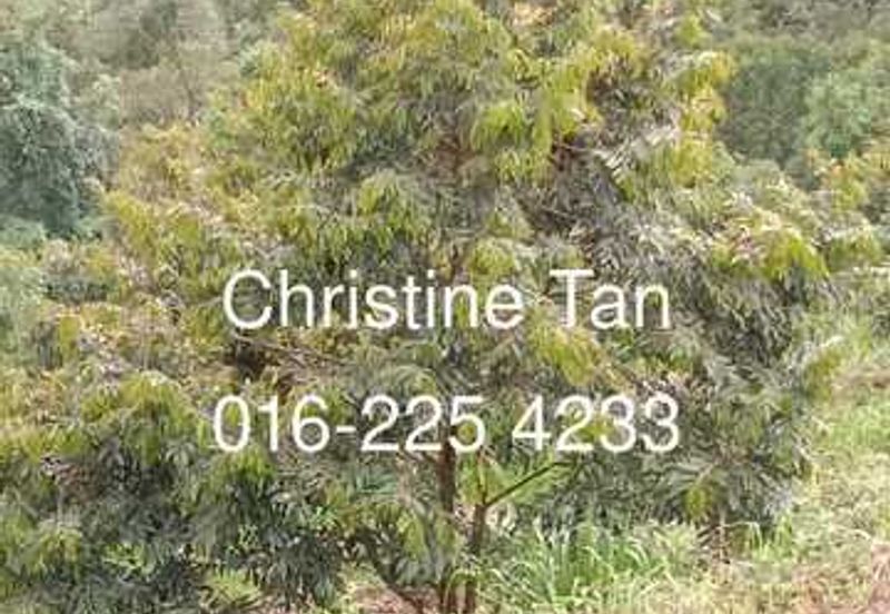 Bentong (Chamang Bukit Puma) 16 acres durian land