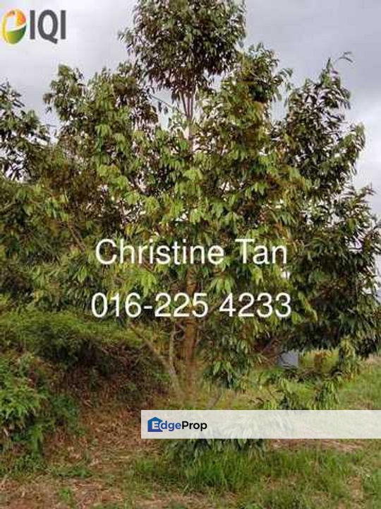 Bentong (Chamang Bukit Puma) 16 acres durian land, Pahang, Bentong