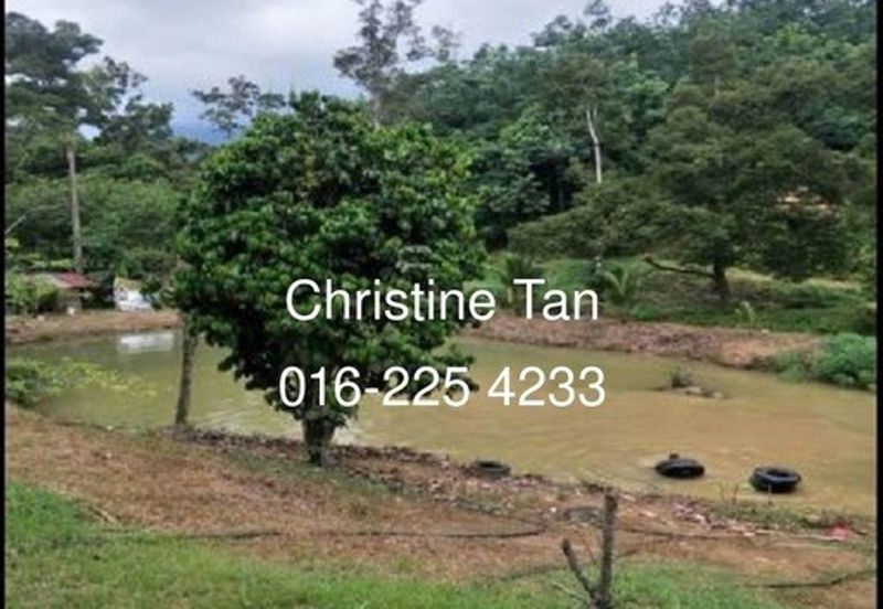 Bentong 6 Acre Acacia, Durian Orchard