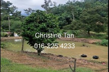 Bentong 6 Acre Acacia, Durian Orchard