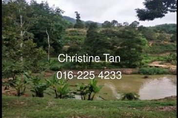 Bentong 6 Acre Acacia, Durian Orchard