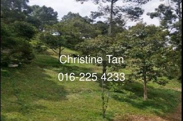 Bentong 6 Acre Acacia, Durian Orchard
