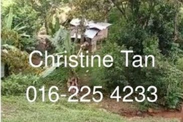 Bentong 6 Acre Acacia, Durian Orchard