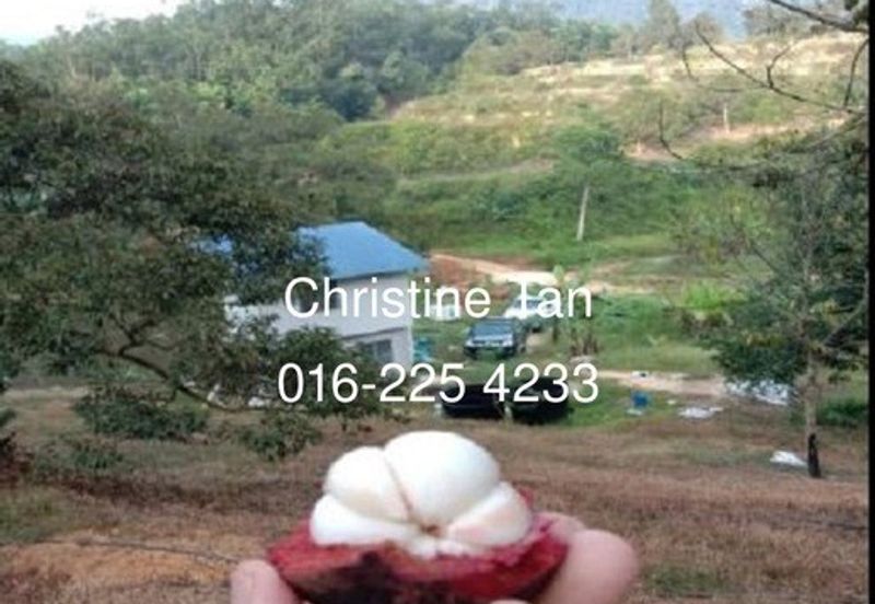 Bentong 6 Acre Acacia, Durian Orchard