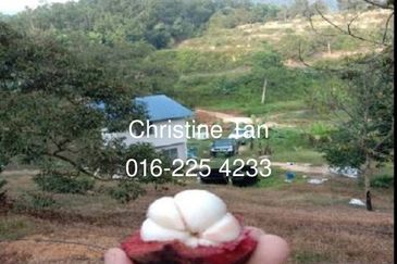 Bentong 6 Acre Acacia, Durian Orchard