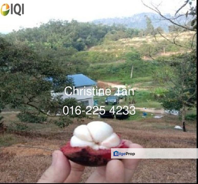 Bentong 6 Acre Acacia, Durian Orchard, Pahang, Bentong