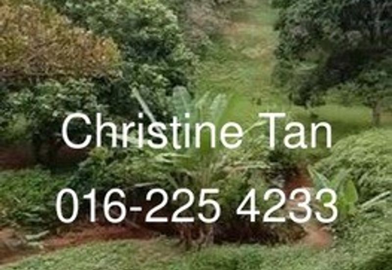 Bentong 6 Acre Acacia, Durian Orchard