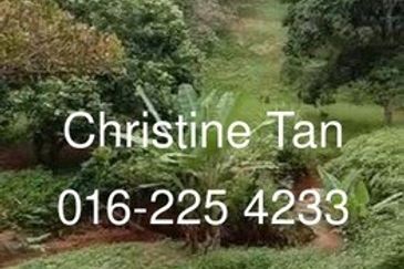 Bentong 6 Acre Acacia, Durian Orchard