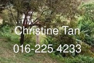 Bentong 6 Acre Acacia, Durian Orchard