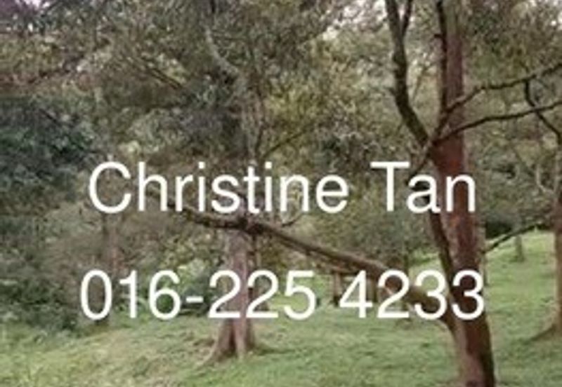 Bentong 6 Acre Acacia, Durian Orchard