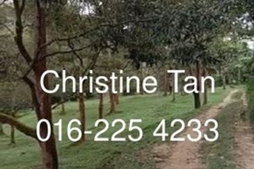 Bentong 6 Acre Acacia, Durian Orchard