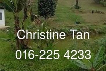 Bentong 6 Acre Acacia, Durian Orchard