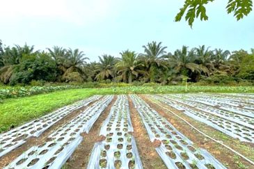 Freehold Land Area @ Kulai