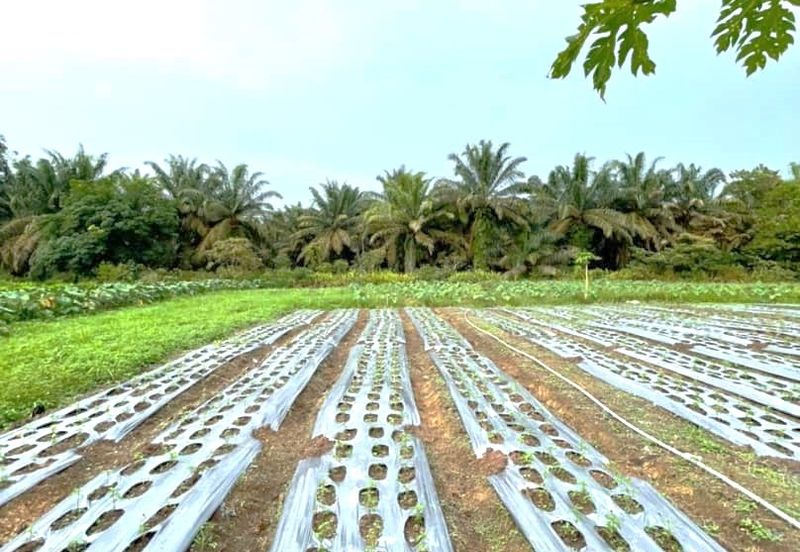 Freehold Land Area @ Kulai