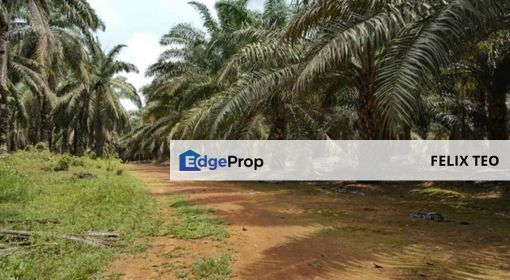 Desaru Palm Oil land for Sale, Johor, Kota Tinggi