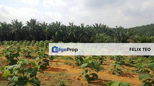 Bandar Cemerlang Agricultural Land nearby main road, Pulada for Sale, Johor, Ulu Tiram