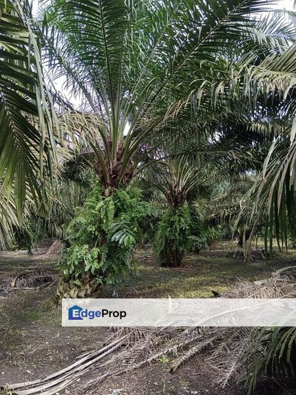 Pontian Agricultural Land For Sale, Johor, Pontian