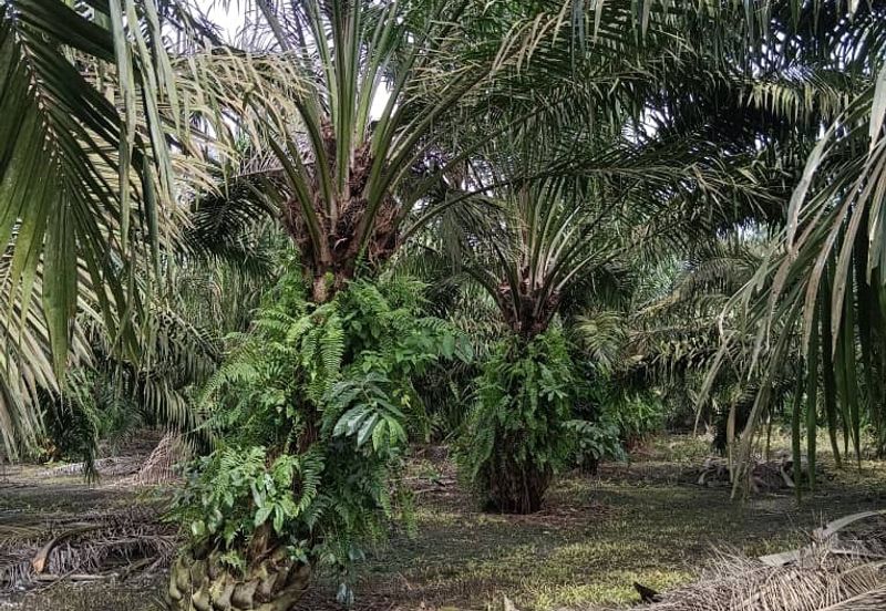 Pontian Agricultural Land For Sale