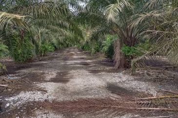 Pontian Agricultural Land For Sale