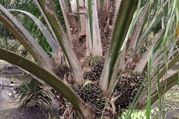 Pontian Agricultural Land For Sale