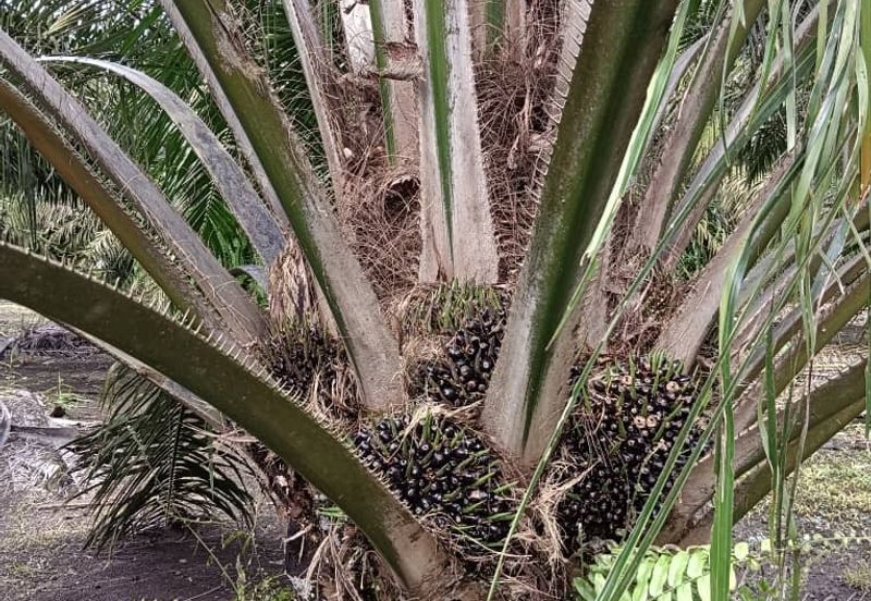 Pontian Agricultural Land For Sale