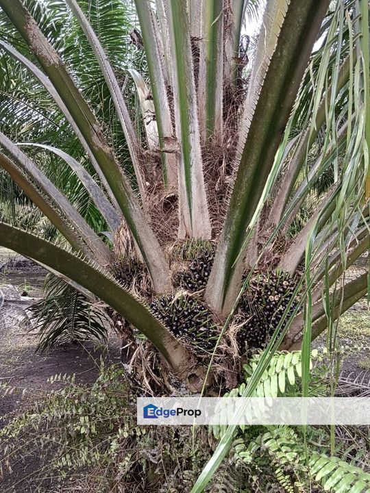 Pontian Agricultural Land For Sale, Johor, Pontian