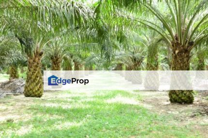 247 Acre Agriculture Land Juasseh Kuala Pilah Negeri Sembilan, Negeri Sembilan, Kuala Pilah