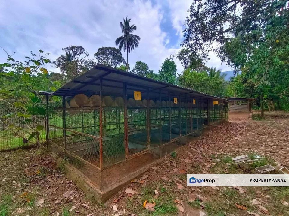 Durian Orchard Farm Sungai Lui Hulu Langat, Selangor, Hulu Langat