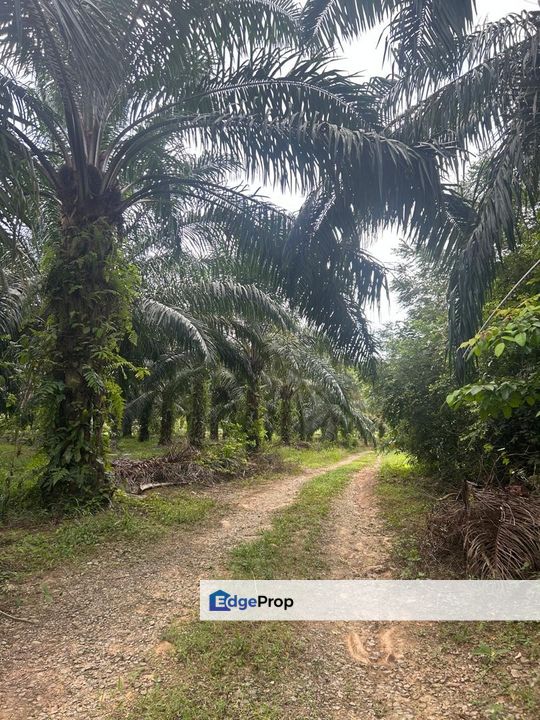 Agricultural Land in Lenggeng Bdr Tasik Senangin Negeri Sembilan, Negeri Sembilan, Seremban