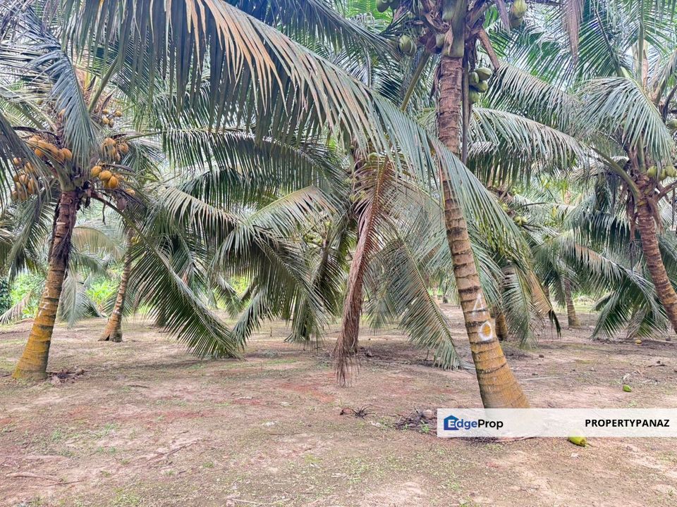Agriculture Land Kampung Paya Lebar Jalan Sungai Lui , Selangor, Hulu Langat