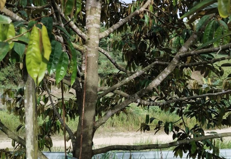 Agriculture Land Matured Durian Tree Fruit tree at Jelebu Pantai Sikamat Seremban