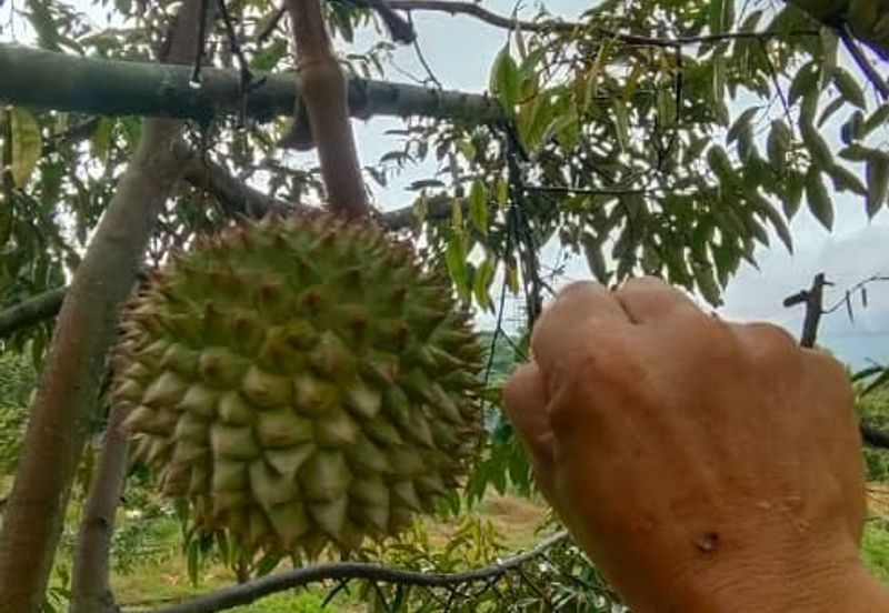 Agriculture Land Matured Durian Tree Fruit tree at Jelebu Pantai Sikamat Seremban