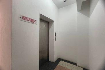 Evergreen Park Acorn and Hazel