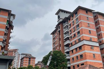 Evergreen Park Acorn and Hazel
