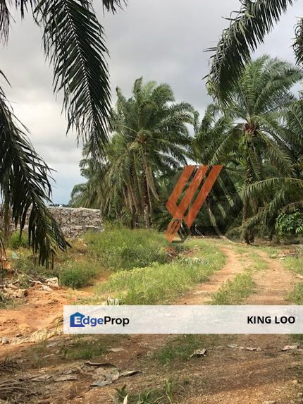 Ijok Agriculture Land For Rent 5 Acre, Suitable to use Tonnes Of Goods & Large Scale Construction Building Material, Selangor, Kuala Selangor