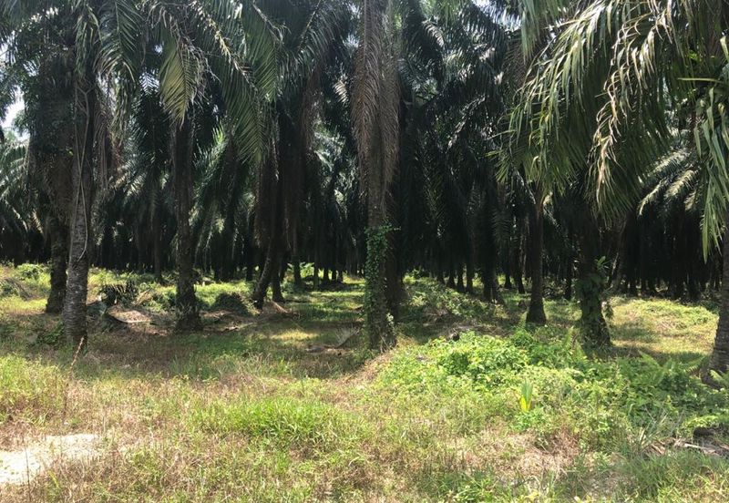 2.9 Acre Agriculture Land For Sale in Tanjung Dua Belas, Banting