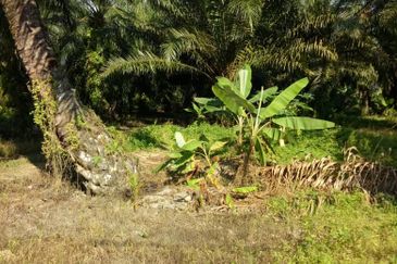 2.5 Acre Agriculture Land For Sale in Telok Panglima Garang