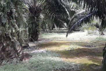 2 Acre Agriculture Land For Sale in Telok Panglima Garang