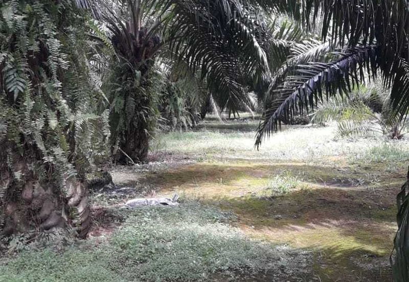 2 Acre Agriculture Land For Sale in Telok Panglima Garang