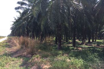 2 Acre Agriculture Land For Sale in Telok Panglima Garang