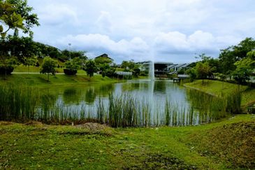 Siphonia @ Chemara Hills