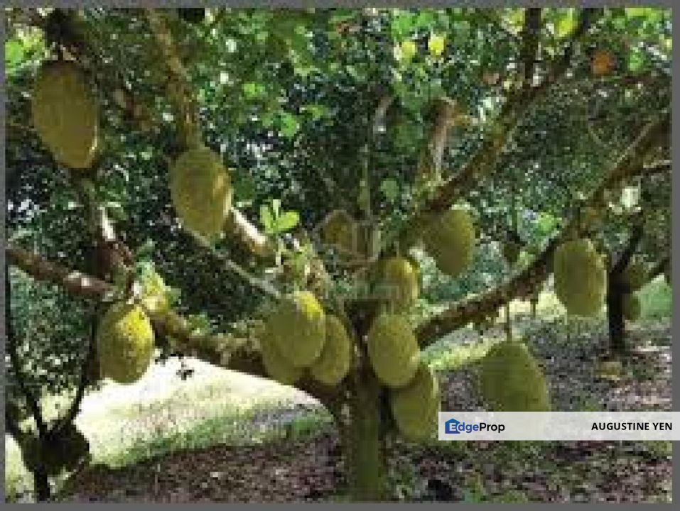 Mantin, Seremban, Negeri Sembilan Mantin Agricultural Land for Sale Main Road Freehold, Negeri Sembilan, Mantin