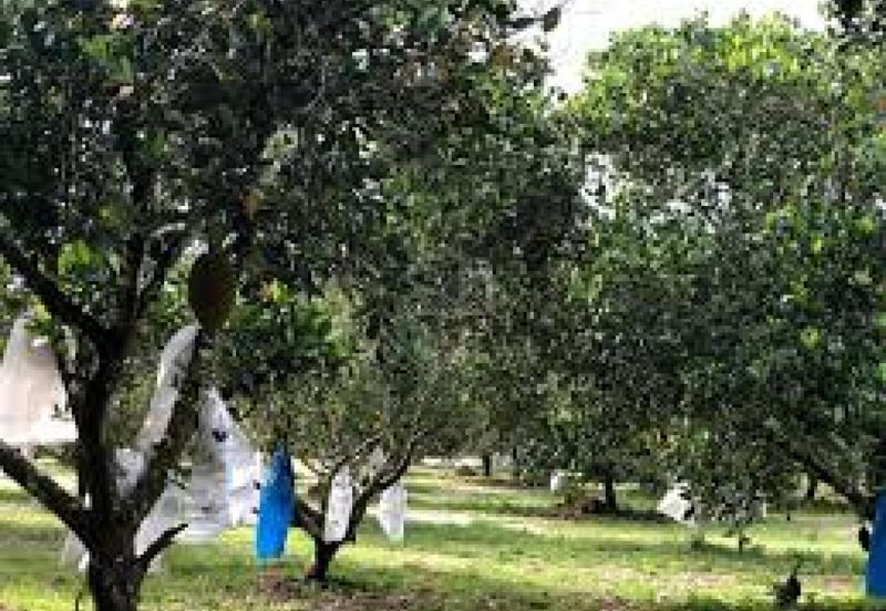 Mantin, Seremban, Negeri Sembilan Mantin Agricultural Land for Sale Main Road Freehold