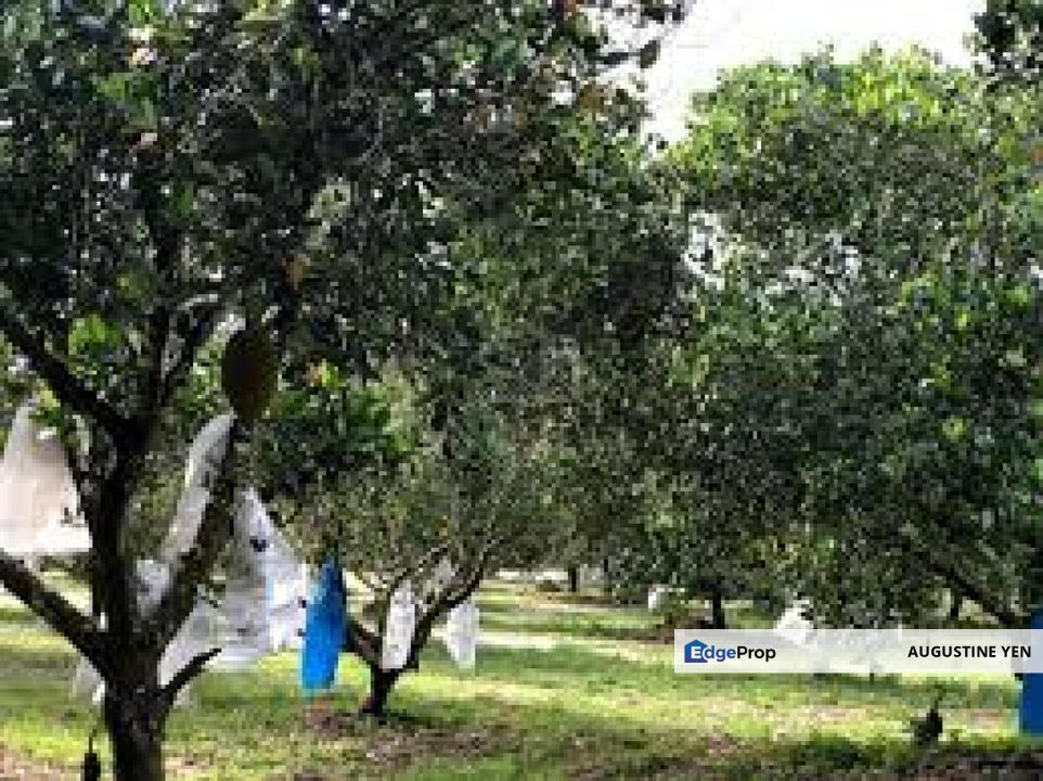 Mantin, Seremban, Negeri Sembilan Mantin Agricultural Land for Sale Main Road Freehold, Negeri Sembilan, Mantin